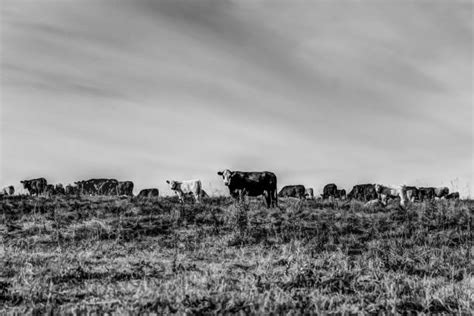 Dairy Farm Alberta Stock Photos Pictures And Royalty Free Images Istock