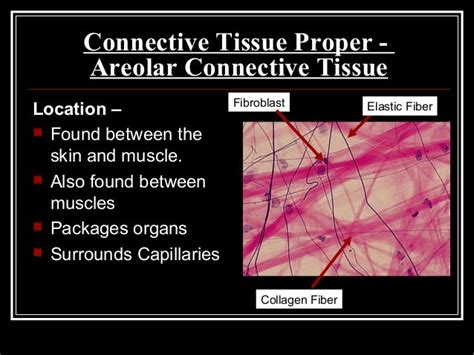 Histology 2 connective_tissue