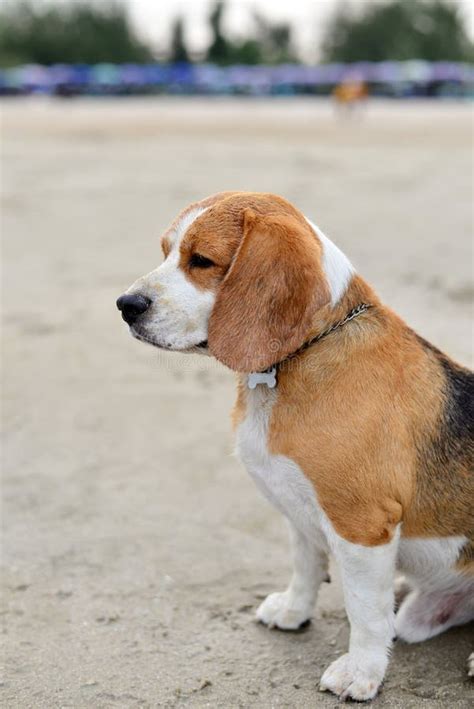 147 Fat Beagle Stock Photos - Free & Royalty-Free Stock Photos from ...