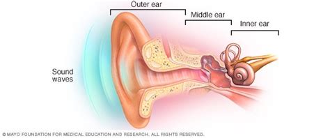 What are the three bones in the middle ear? - The Handy Anatomy