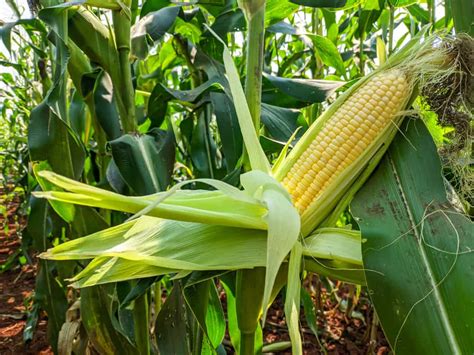 How To Plant Sweet Corn Complete Growing Guides