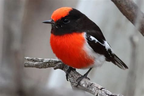 Red Robin Bird Symbolism & Spiritual Meaning - Spark Lark