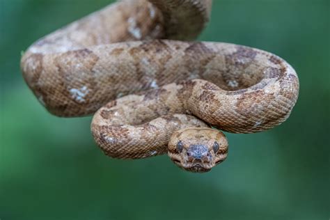 Cute Don T You Think I Think She Is Very Cute Annulated Tree Boa In