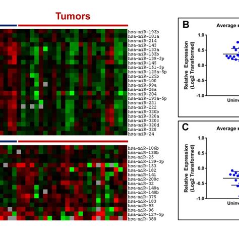 Analysis Of Clusters 1 And 3 Identified From Mirna Profiling Of