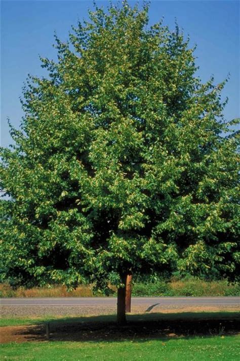 Tilia Cordata Greenspire