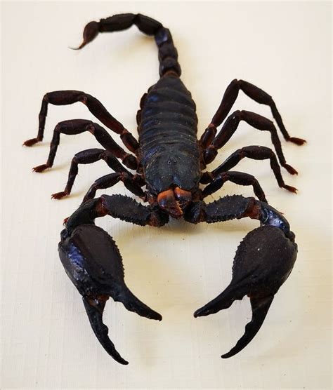 Giant Forest Scorpion Shadow Box Heterometrus Spinifer Catawiki