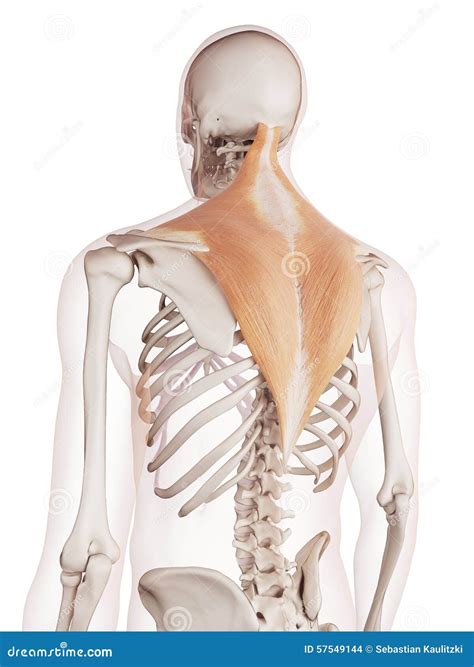 The Trapezius Royalty-Free Stock Image | CartoonDealer.com #45576082