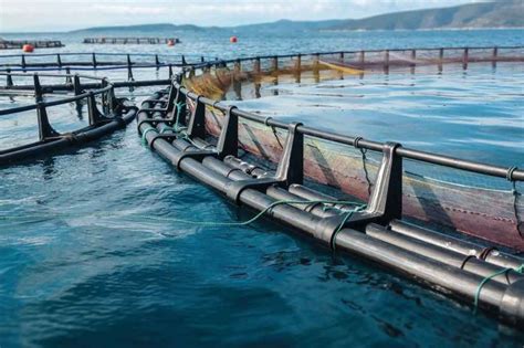 Aquaculture Fish Farming