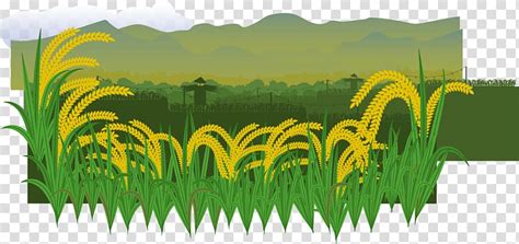 Rice Field ClipArt