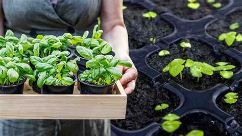 Le guide ultime pour bien planter du basilic on vous révèle tous les