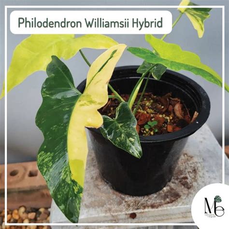 Philodendron Williamsii Hybrid - M.E. Greenery Export