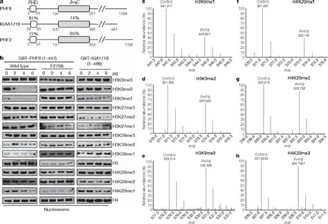 Figure 1 from Histone H 4 K 20 / H 3 K 9 demethylase PHF 8 regulates