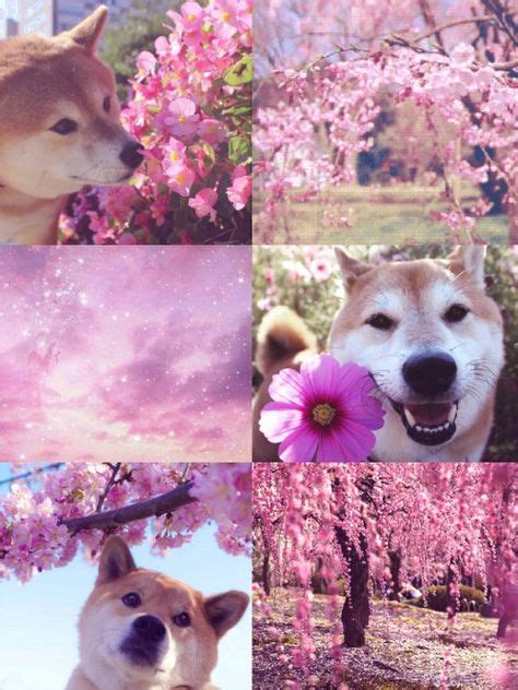 🔹 Shiba Inu 🔹aesthetics Shiba Inu Beautiful Nature Wallpaper Doge Dog