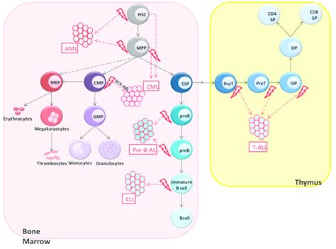 Leukemia Development In Humans Leukemias Are Shown As Malignant