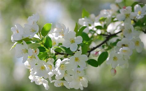 White Cherry Blossoms Flower Cherry Blossoms Flowers Hd Wallpaper