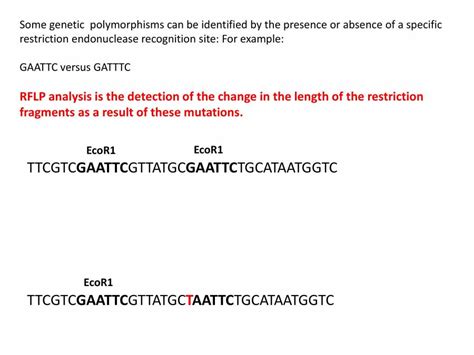 Restriction Fragment Length Polymorphism Powerpoint Slides Learnpick India