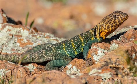 Oklahoma Collared Lizard These Colorful Lizards Are Big I Flickr