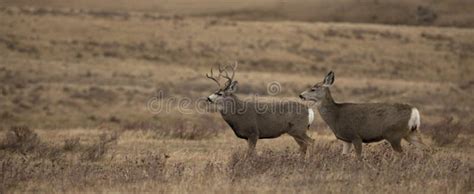 Male and female mule deer stock image. Image of eyes - 258351831