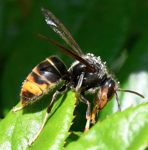 Transcend Media Service Britain Faces Invasion Of Giant Asian Hornets That Kill Humans With