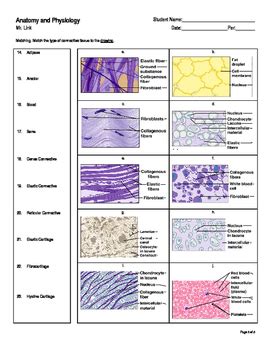 Histology Lab Worksheet Tutore Org Master Of Documents