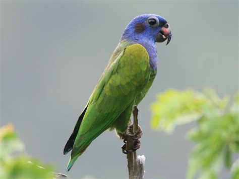 Blue-headed Parrot EBird, 43% OFF | www.pinnaxis.com