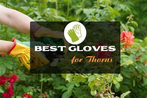 Best Gloves For Thorns As Reviewed By Experts