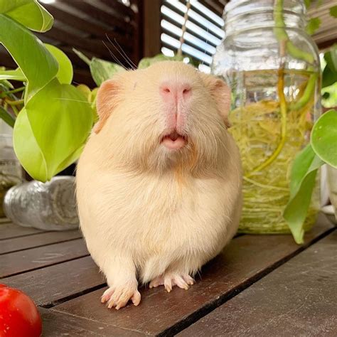 A White And Brown Hamster Sitting On Top Of A Wooden Table Next To A