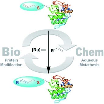 Olefin Metathesis For Siteselective Protein Modification Lin