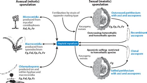 Generalized Life Cycle Of Fusarium During Sexual Reproduction Download Scientific Diagram