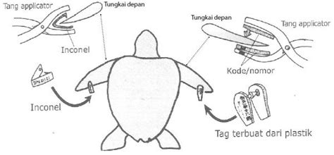 Permasalahan Penyu Blog Tani Nelayanku