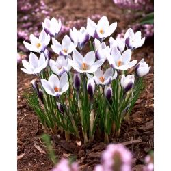 Krokus Zonatus Pakket Van Stuks Crocus Zonatus Garden Seeds