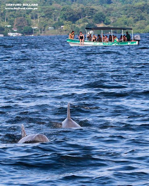 Recorriendo El Archipi Lago De Bocas Del Toro Delfines Snorkel Y