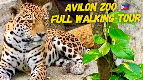 Best Zoo Manila Philippines Avilon Zoo Full Walking Tour Rodriguez