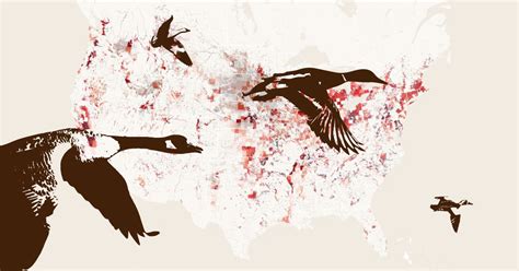 How annual bird migration could spread avian flu