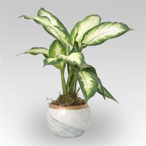 Online Dieffenbachia Camillia Plant Grey Pot T Delivery In Qatar