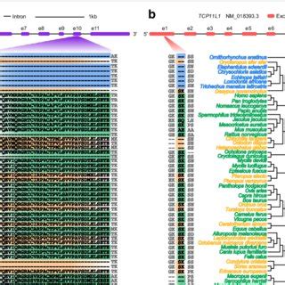 Evolution Of Testicular Descent And The Scrotum In Mammals Ancestral