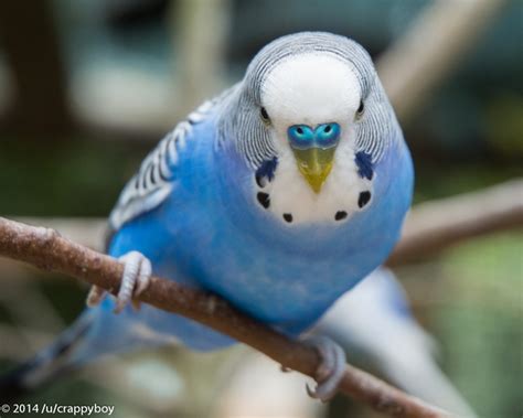 Blue Parakeet - Photorator