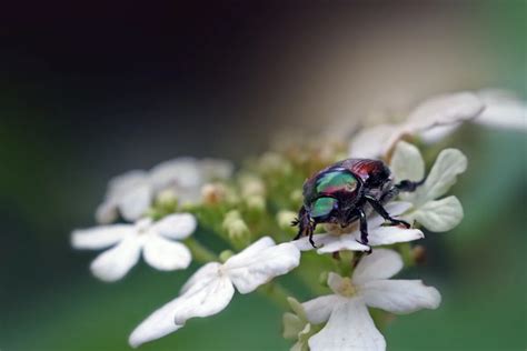 Japanese Beetle Traps: How Effective Are They?