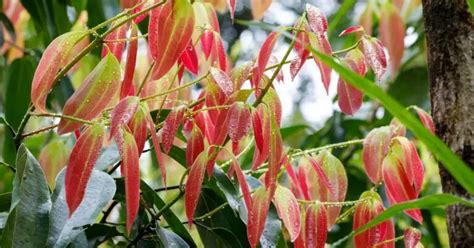 Plantar un Árbol de Canela en Casa Ingrediente clave en varias recetas