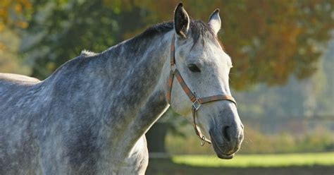 What Is A Roan Horse? - National Equine