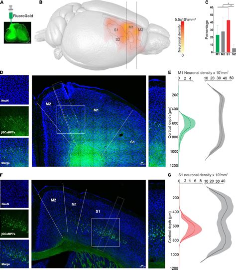 Frontiers Corticospinal Neurons From Motor And Somatosensory Cortices