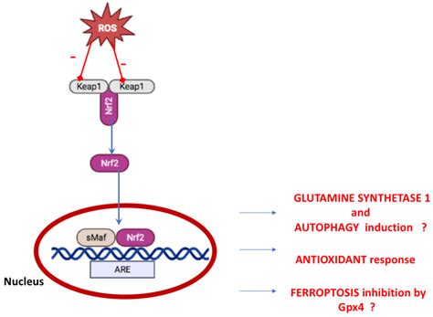 Ijms Free Full Text Nrf2 Pathway In Huntingtons Disease Hd What