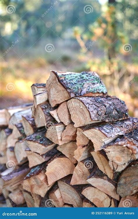 Preparation Of Firewood For The Winter Stacks Of Firewood In The