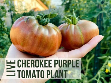 LIVE Cherokee Purple Tomato Plant, Beefsteak Tomato Vegetable Seedlings ...