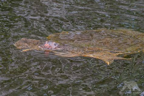 Wild Florida - Fascination Wildlife