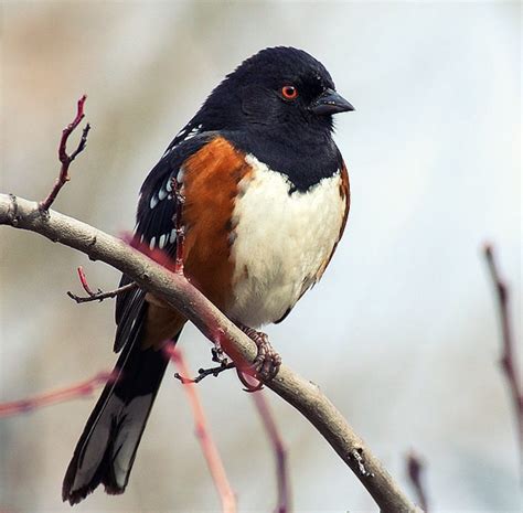 Oregon Birds