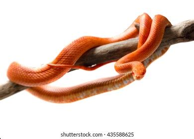 Cute Corn Snake Female On Tree Stock Photo Shutterstock