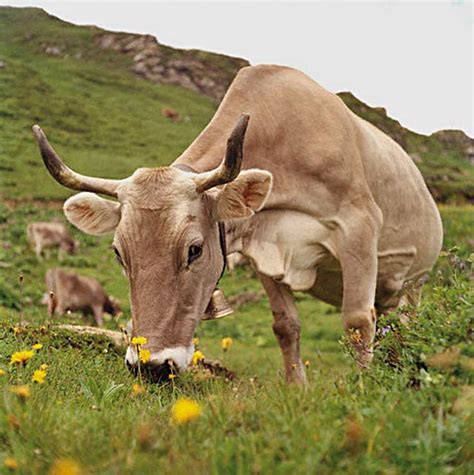 Il Caciocavallo Podolico Il Latte