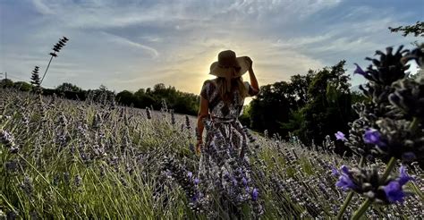 La Lavanda Di Meri Ad Arpino Camargue Della Ciociaria Benvenuti In