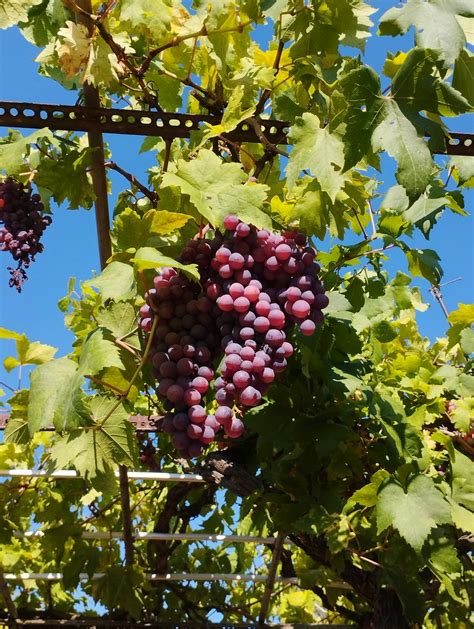 how to know when grapes are ripe